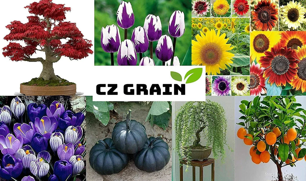 Sunflower Seeds Mix 200+ Seeds, Here Comes The Sun, Non-GMO, Helianthus annuus, Made in USA, Vibrant Colors for Garden