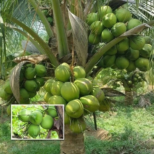 5 Sprouted Dwarf Green Malayan Coconuts – Rare Fresh Seeds – Cocos nucifera – Certified Costa Rica