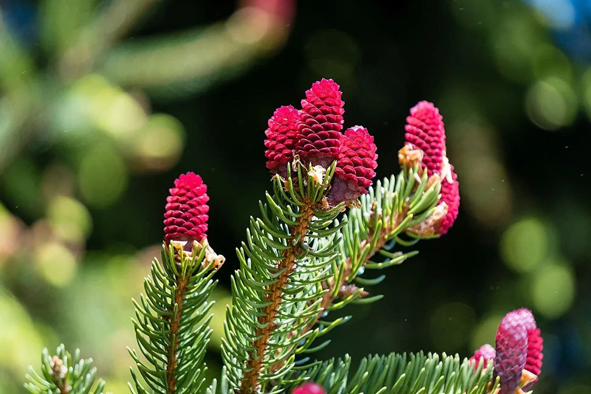 30 Red Spruce Tree Seeds - Picea Rubens - Evergreen Planting Seeds - Grown in Iowa, USA - Ideal for Gardens & Reforestation