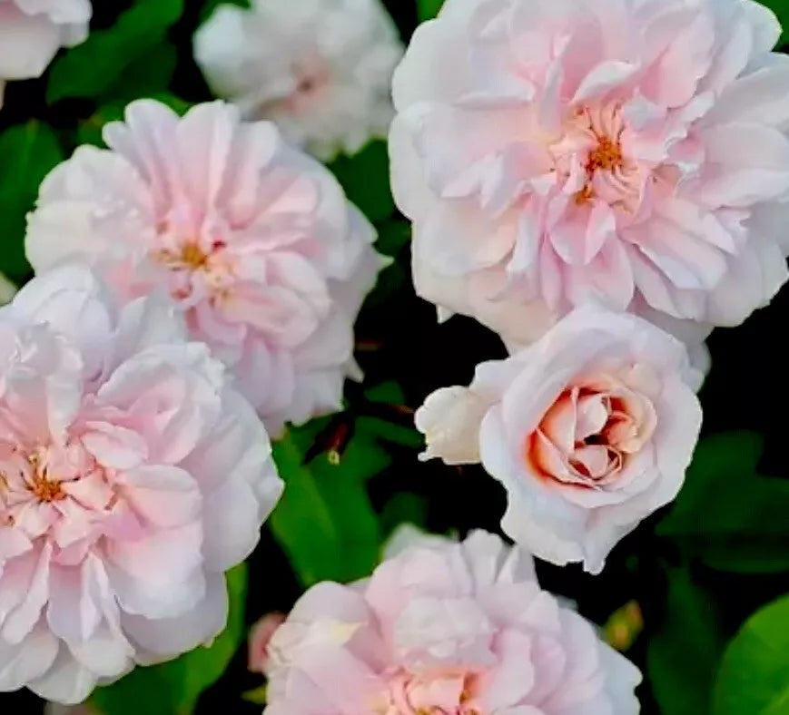 Heirloom Rose Cuttings - 16 Premium Cecile Brunner, Fragrant Pink Bushes, Rosa 'Cecile Brunner' - Perfect for Gardens