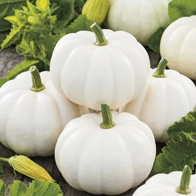 Baby Boo Pumpkin Seeds - 10 Seeds - White Gourds - Cucurbita pepo - Ideal for Container Gardening and Fall Décor