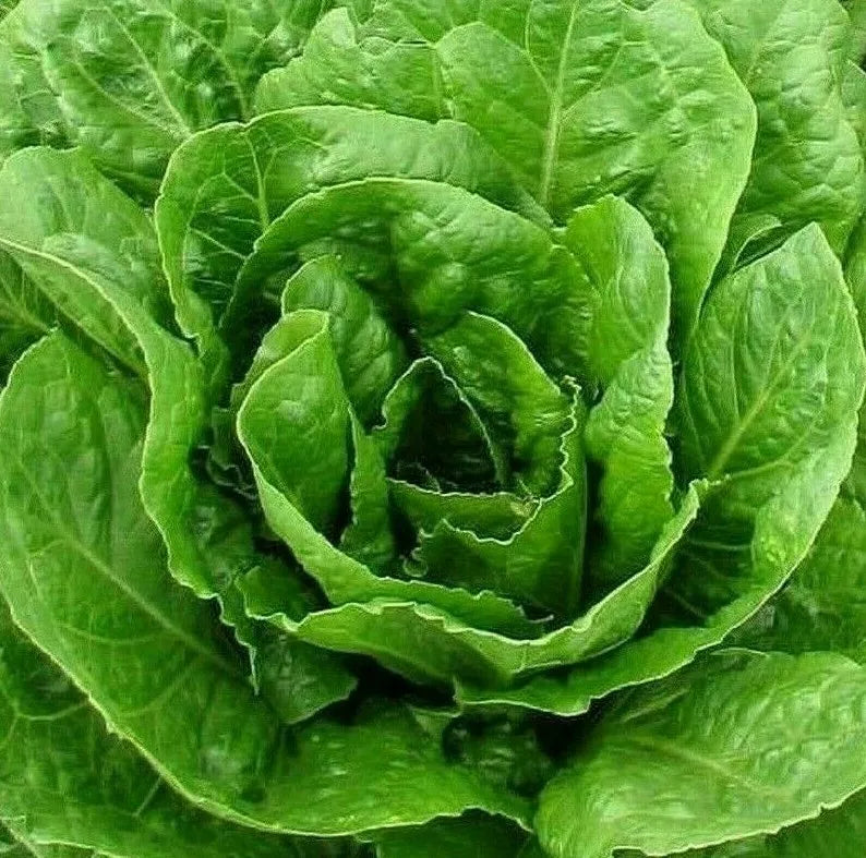 Butter Crunch Lettuce Seeds - 1000+ Non-GMO Butterhead Greens - Lactuca sativa, Easy to Grow, Heirloom Garden Seeds