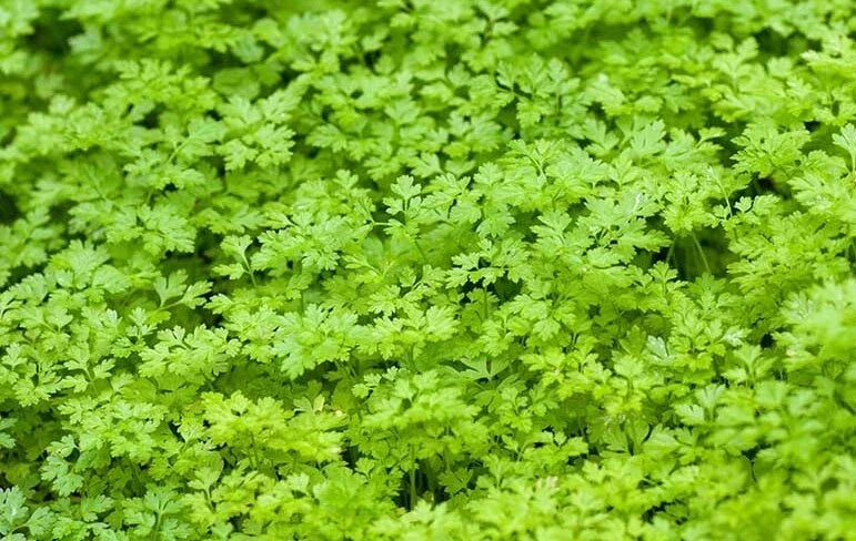 Winter Chervil Seeds - 500+ Count - French Parsley, Sweet Sicily - Anthriscus cerefolium - Gourmet Herb for Culinary Use