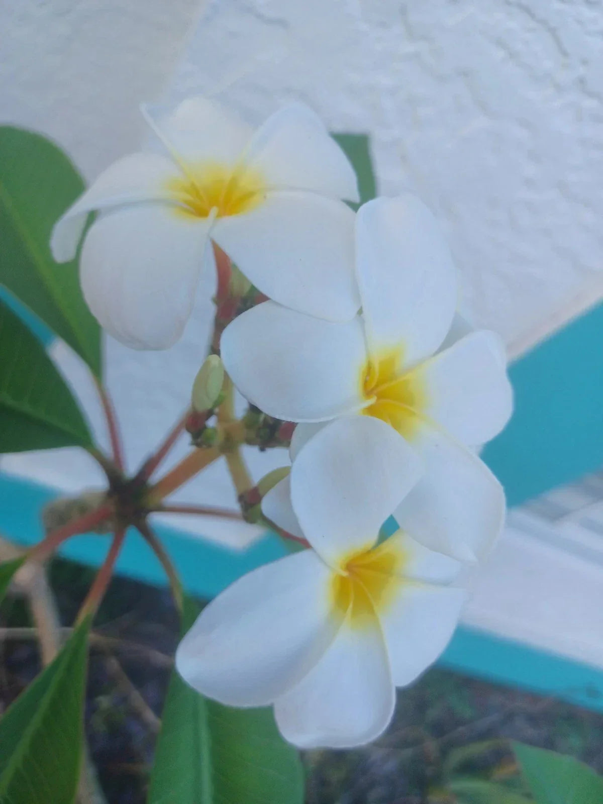 Plumeria Cuttings - Colorful Variety - Frangipani - Plumeria spp. - Easy to Propagate for Vibrant Tropical Blooms