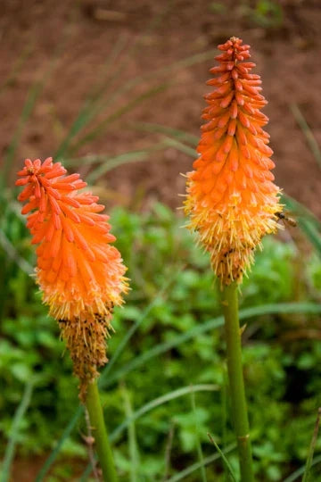 Red Hot Poker Plant Bareroots 6 Pack - Kniphofia uvaria - Vibrant Perennial Flowers for Garden, Attracts Hummingbirds & Butterflies