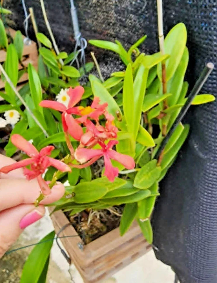 Epidendrum radicans Pink Orchid Cutting - 1 Rooted Cutting for Full Sun - Tropical Houseplant, Vibrant Pink Bloom
