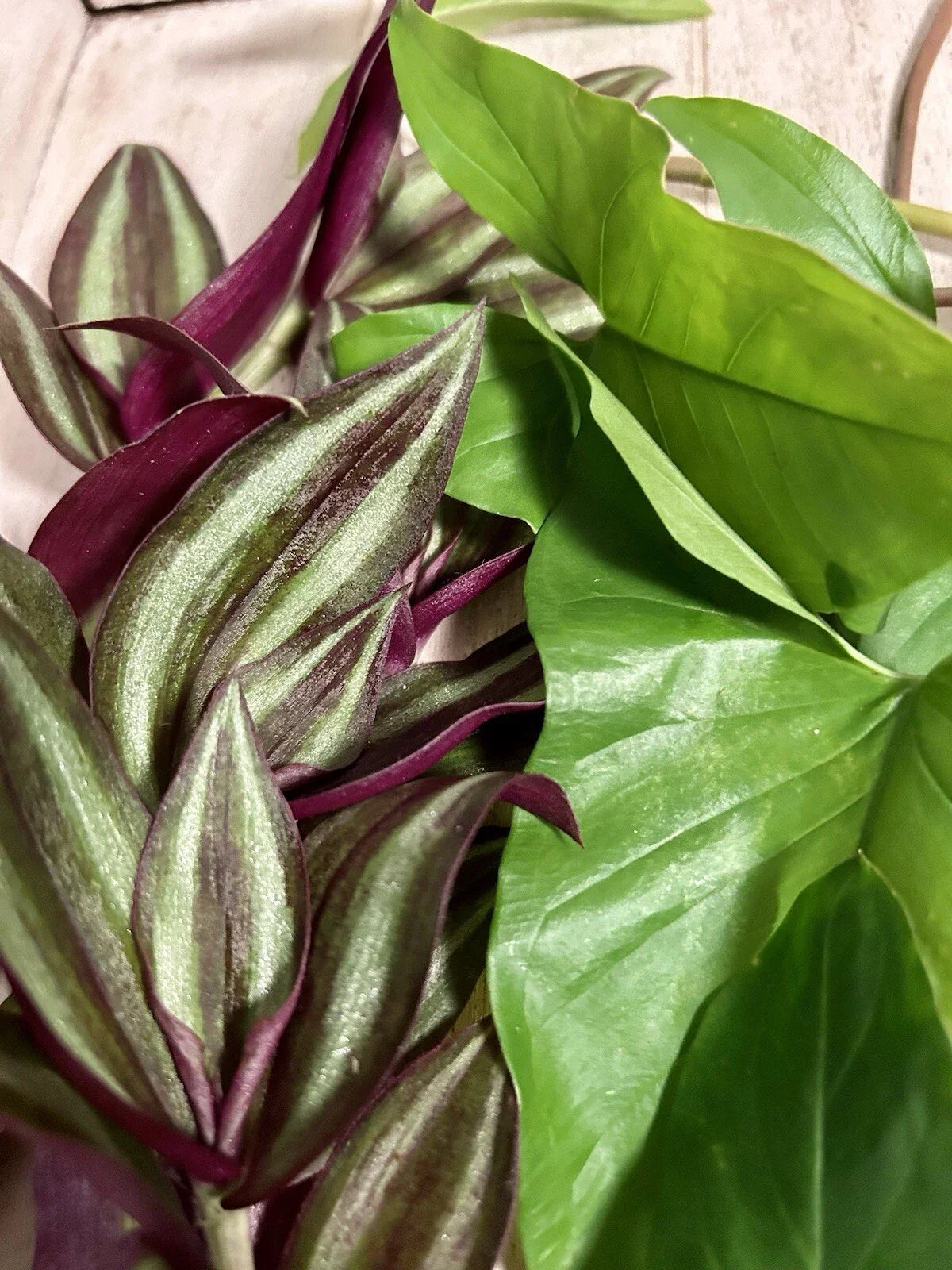 10 Rooted Plant Cuttings - Wandering Jew & Arrowhead Vine - Tradescantia Zebrina & Syngonium Podophyllum, Indoor Plants