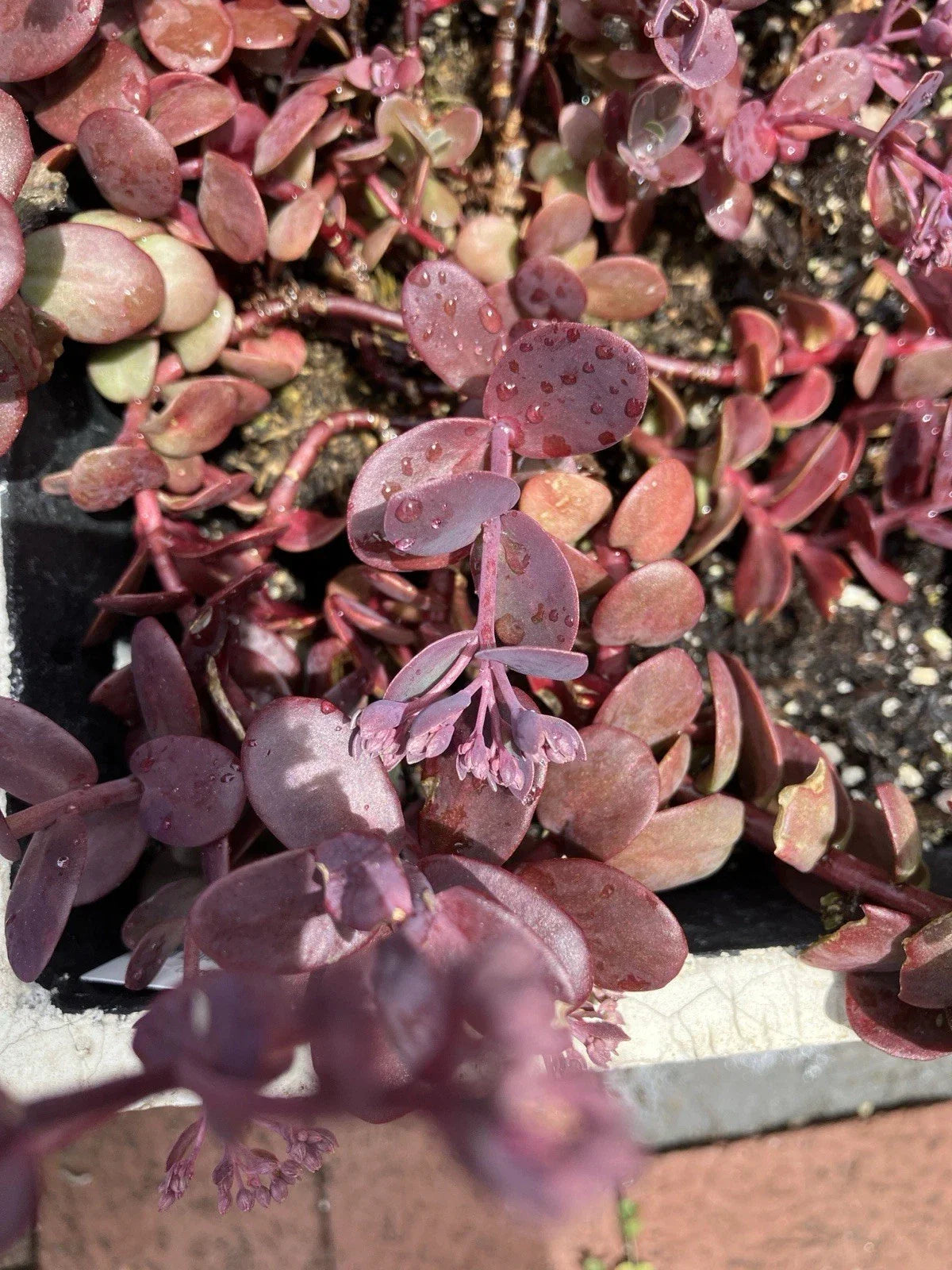 Sedum Cherry Tart Plants - 6 Rooted Succulents - Vibrant Green Foliage - Sedum spurium - Perfect for Containers or Gardens
