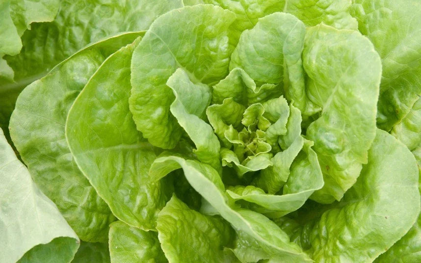 Buttercrunch Lettuce Seeds - Non-GMO Heirloom Variety - Lactuca sativa - 200 Seeds for Home Garden