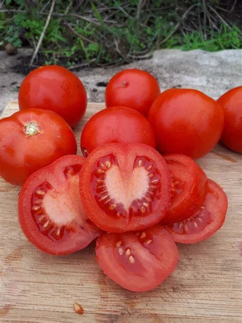 Nepal Tomato Live Starter Plants Set of 2 - Heirloom Variety Solanum lycopersicum - 4+ Inch Tomato Plants for Gardens