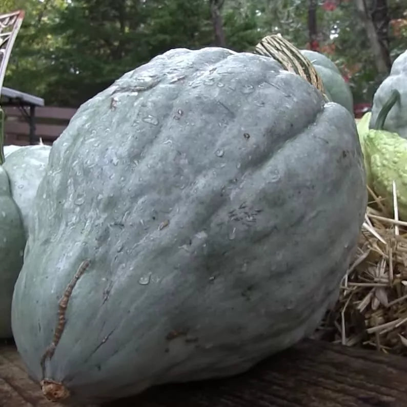 Giant Blue Hubbard Sweet Squash Seeds - 20 Heirloom Non-GMO Seeds - Cucurbita maxima - Rare Variety for Home Gardening