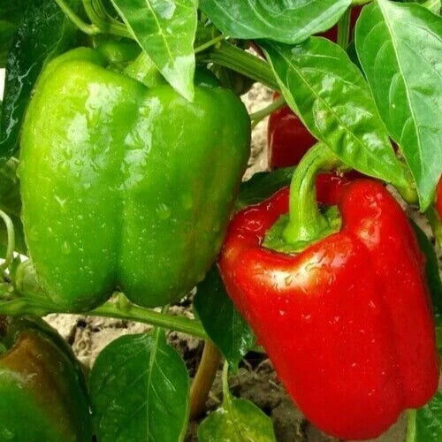 Chinese Giant Bell Pepper Seeds - 30+ Non-GMO Sweet Green Red - Capsicum annuum - Vegetable Garden Starter