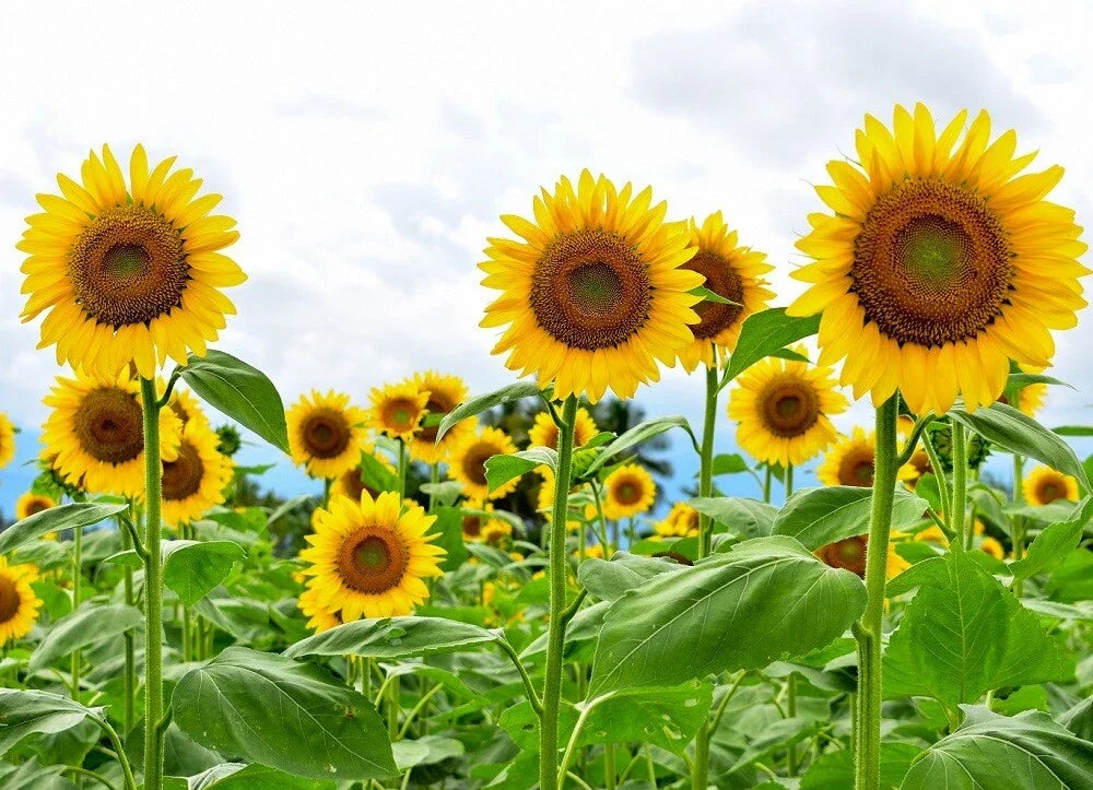 Giant Sunflower Seeds - Heirloom Non-GMO - High Germination - Helianthus annuus - Perfect for Planting in Gardens
