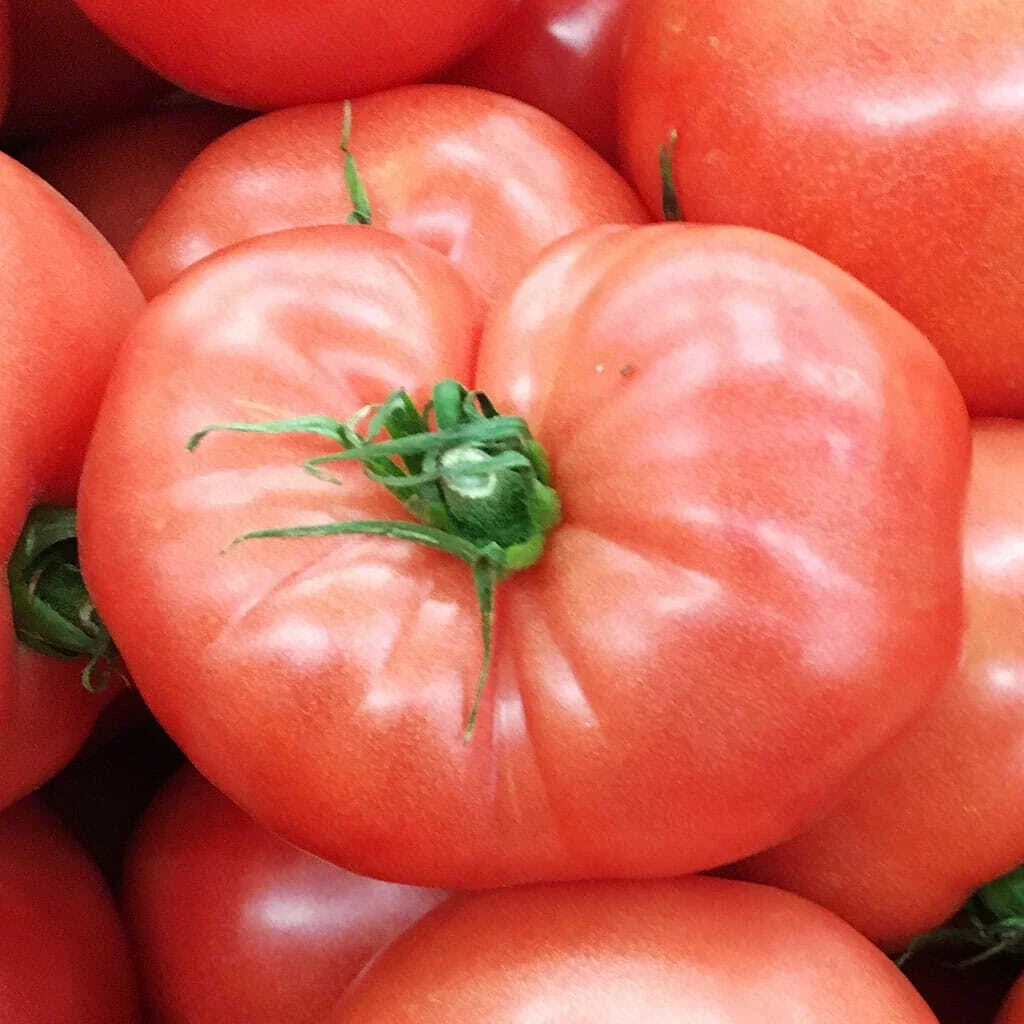 German Johnson Tomato Seeds 50 Ct Heirloom Non-GMO Lycopersicon esculentum Garden Seeds for Home Growing