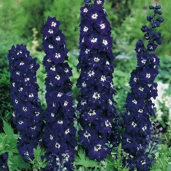 Dark Blue Delphinium Seeds - 50 Perennial Flower Seeds - Delphinium elatum - Attracts Pollinators for Garden Beauty