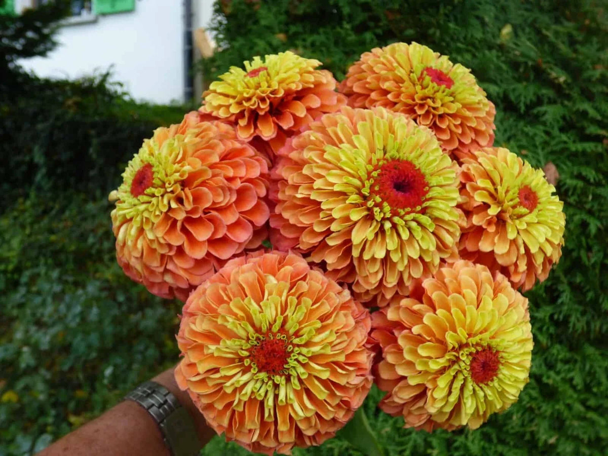Queen Lime Orange Zinnia Seeds - 100+ Pack - Zinnia elegans - Non-GMO, USA Grown for Vibrant Garden Blooms