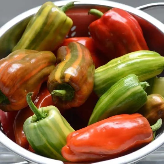 Candy Cane Red Cherry Pepper Seeds - 10 Seeds for Planting - Capsicum annuum - Colorful, Sweet Peppers for Home Garden