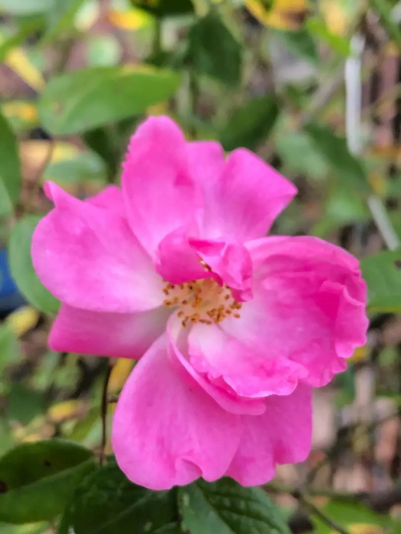 Nearly Thornless Rose Cuttings - 3 Pieces, Rosa Tausendschon 'Thousand Beauties', Easy Care, Pink Blooms