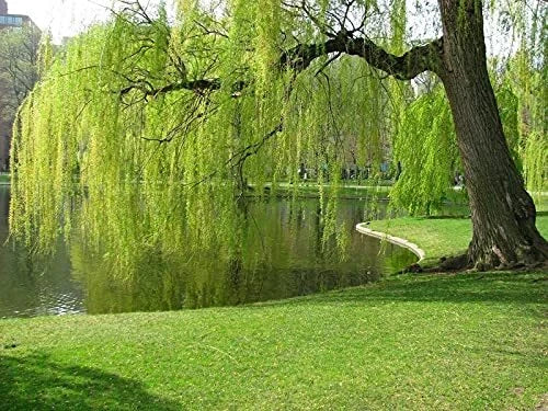 Weeping Willow Tree Cuttings - 10 Unrooted Fresh Cuttings (Salix babylonica) - Ideal for Propagation and Landscaping
