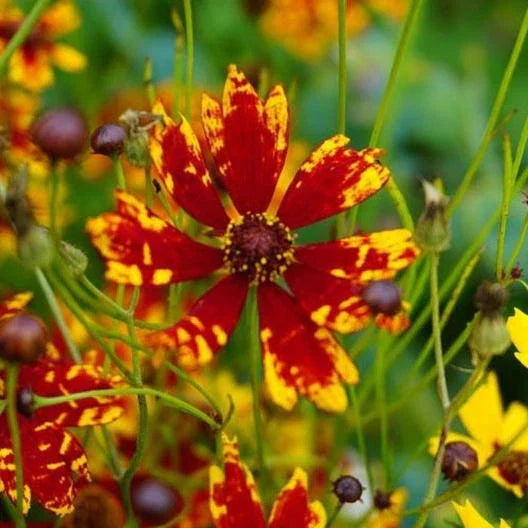 Coreopsis Seeds - 200 Non-GMO Dwarf Radiant Tiger Flower Seeds - Deer Resistant (Coreopsis radiata Tigrina)