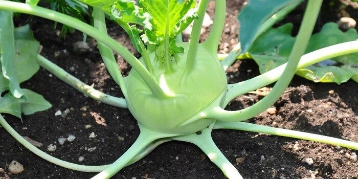 Kohlrabi Seeds 150 Count Heirloom Early White Vienna Brassica oleracea Microgreens for Home Gardening