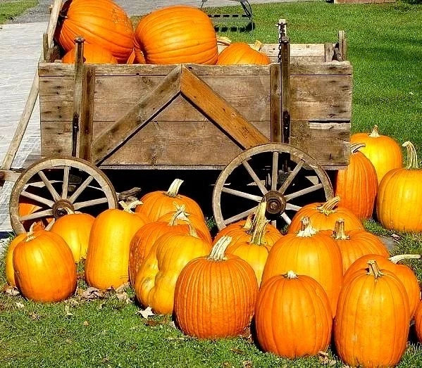 Large Jack O' Lantern Pumpkin Seeds - Heirloom Carving - 10 Non-GMO Seeds - Cucurbita pepo - Perfect for Halloween Decor