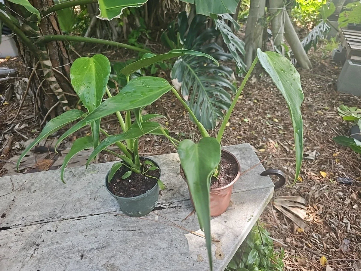Monstera Burle Marx Flame Live Plant 5” Pot - Rare Tropical Aroid Indoor Houseplant, Monstera sp.