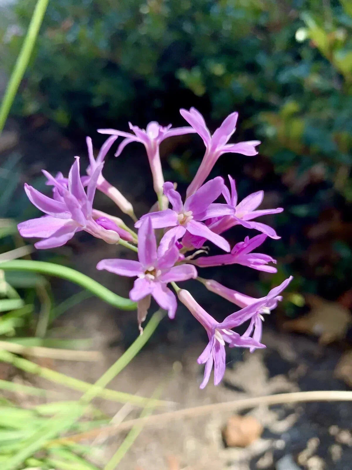Tulbaghia Violacea Seeds - Society Garlic - Pink Agapanthus - 30 Seeds - Fragrant Perennial for Garden - USA