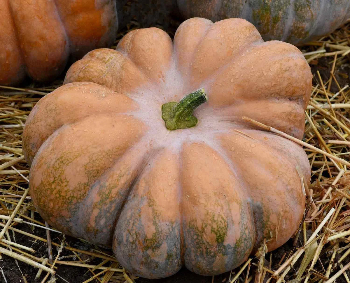 Fairy Tale Pumpkin Seeds Pack, Organic NON-GMO Musque de Provence, Heirloom Variety, Cucurbita moschata for Gardening