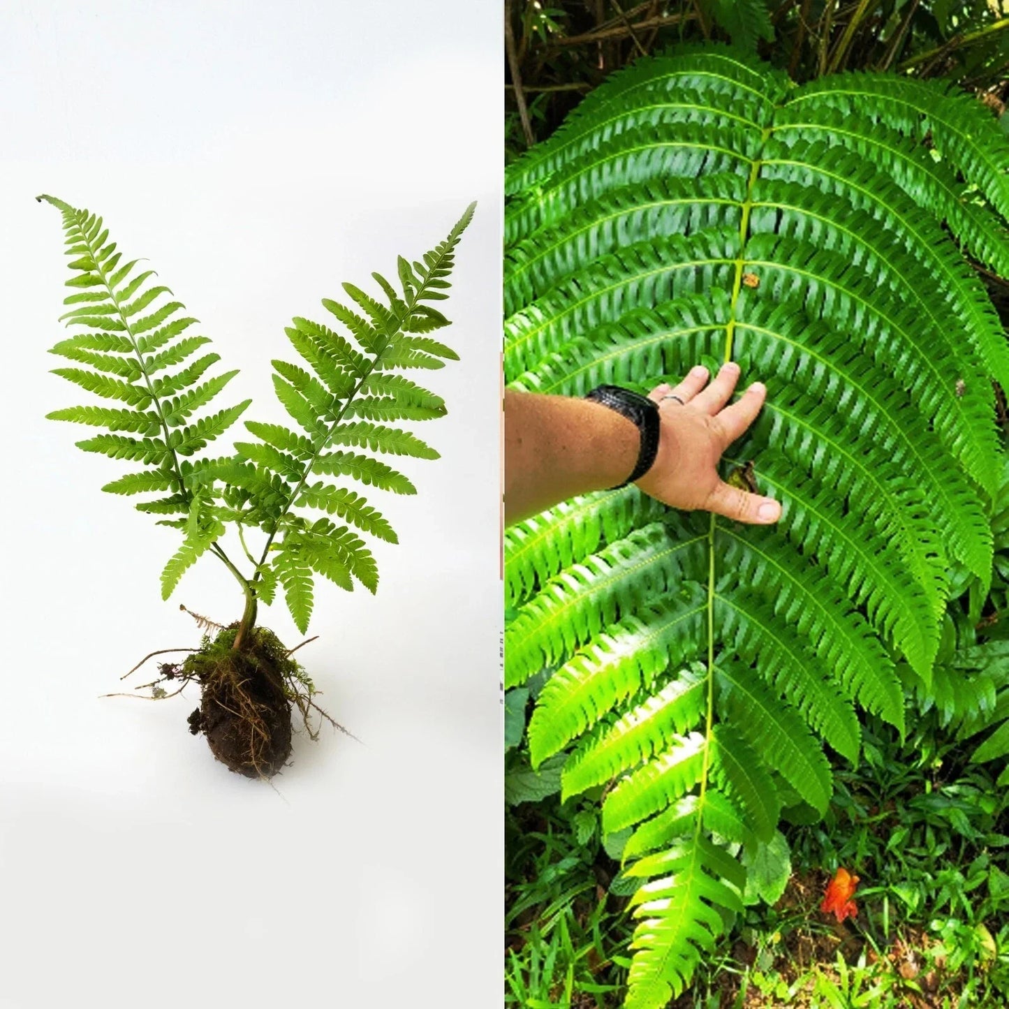 Live Cyathea Horrida Tree Fern 6" - Exotic Rare Plant with Big Leaves - Cyathea horrida for Indoor/Outdoor Decor