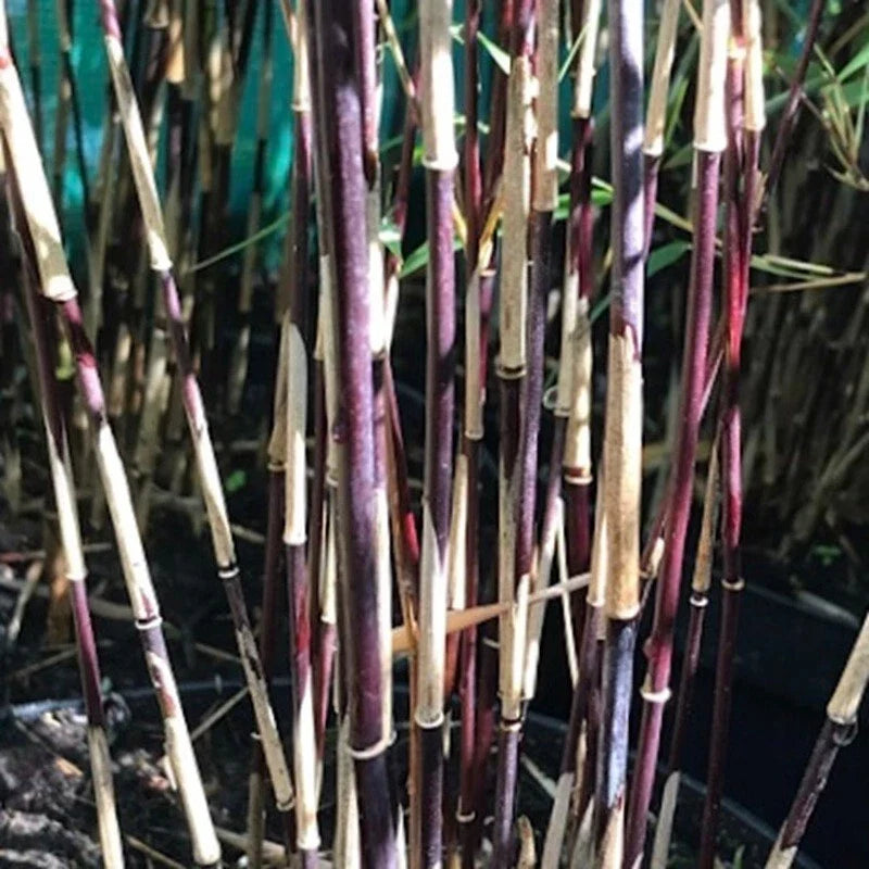 Purple Bamboo Seeds - 50 Clumping Plants for Privacy Screen - Phyllostachys nigra - US Seller - Lush Garden Shade