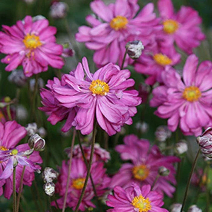 Bare Root Japanese Anemone Plants | 10 Root Stock | Dark Rose | Anemone hupehensis var. japonica