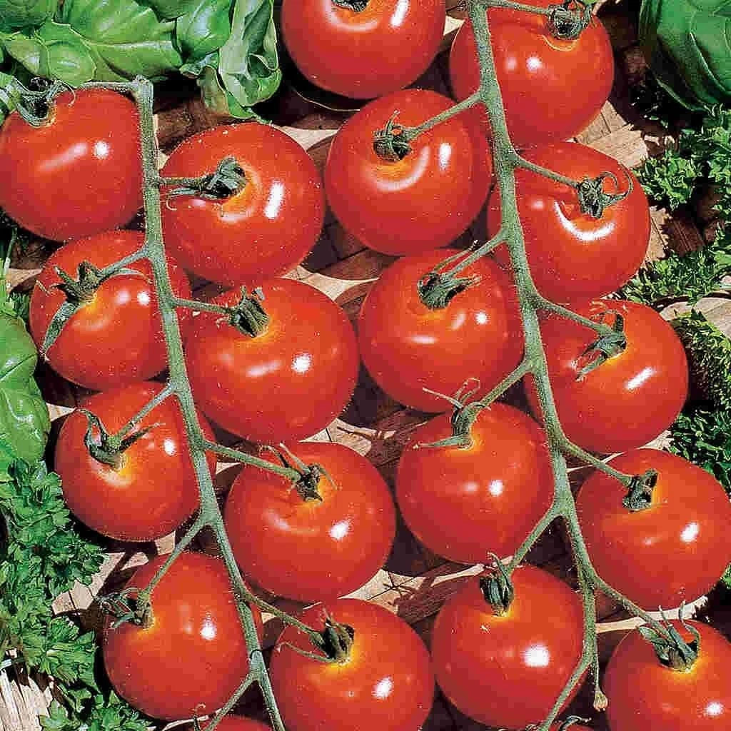 Sweetie Cherry Tomato Seeds - 10+ Pack - Non-GMO Heirloom Organic - Solanum lycopersicum - Red Bite-Sized Tomatoes