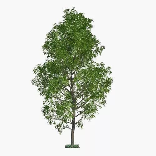 Hybrid Poplar Tree Cuttings - 6 Fast Growing Privacy & Shade Trees - Populus deltoides x Populus nigra - Low Maintenance Gardening