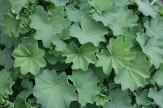 Lady's Mantle Seeds, 50 Organic Seeds, Medicinal Herb, Alchemilla vulgaris, Low Maintenance, Shade Tolerant