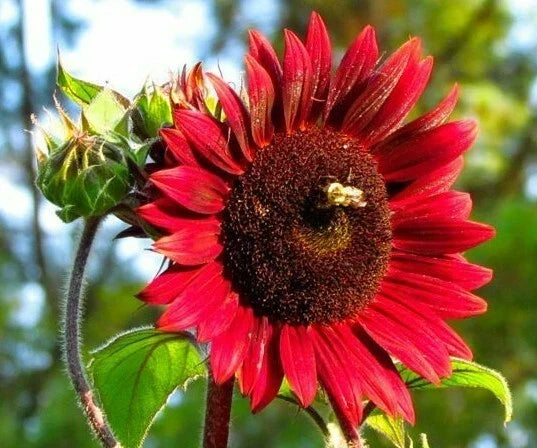 Chocolate Cherry Sunflower Seeds 50+ Pack Annual Helianthus annuus, Dark Maroon Brown Petals, Attracts Bees & Birds