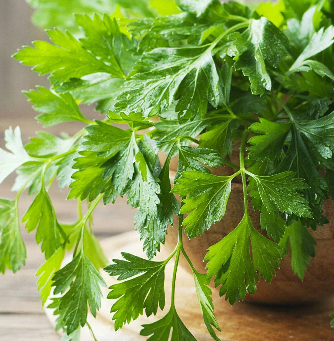 Giant Italian Flat Leaf Parsley Seeds | Herb Garden Seeds | Petroselinum crispum var. neapolitanum | Non-GMO Organic