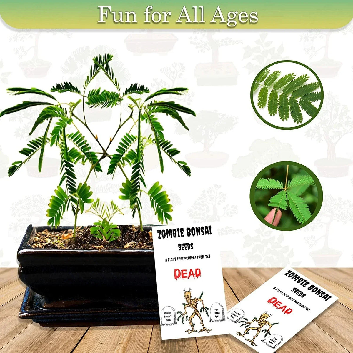 Zombie Bonsai Seed Packets (2 Pack) | Sensory Touch-Reactive Plants | Ficus retusa | Unique Indoor Gardening