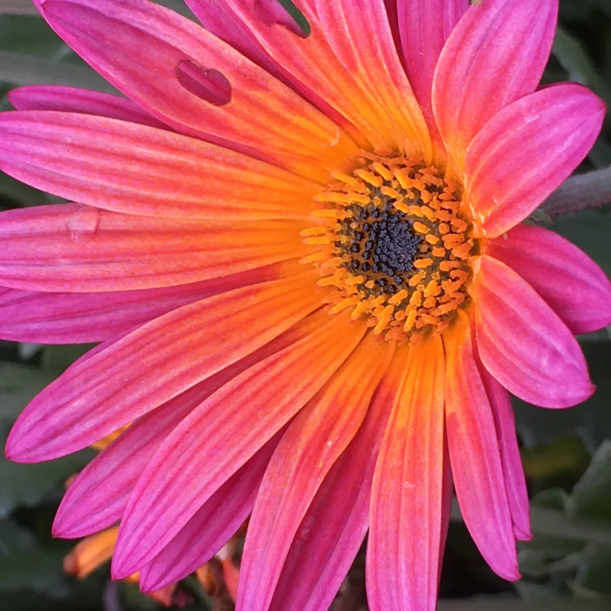 African Daisy Seeds 40 Count New Sunset Dimorphotheca sinuata Vibrant Colorful Flowers for Garden Planting