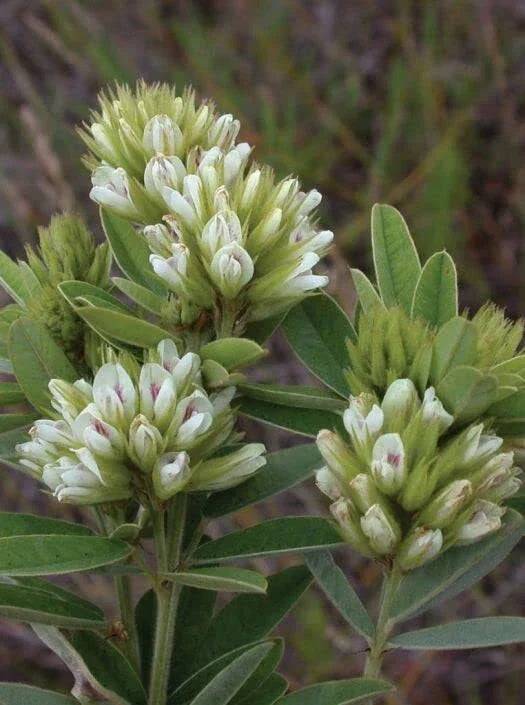 Round Headed Bush Clover Seeds - 50 Seeds, Drought-Tolerant Native Plant, Lespedeza capitata, Wildlife Friendly Gardening