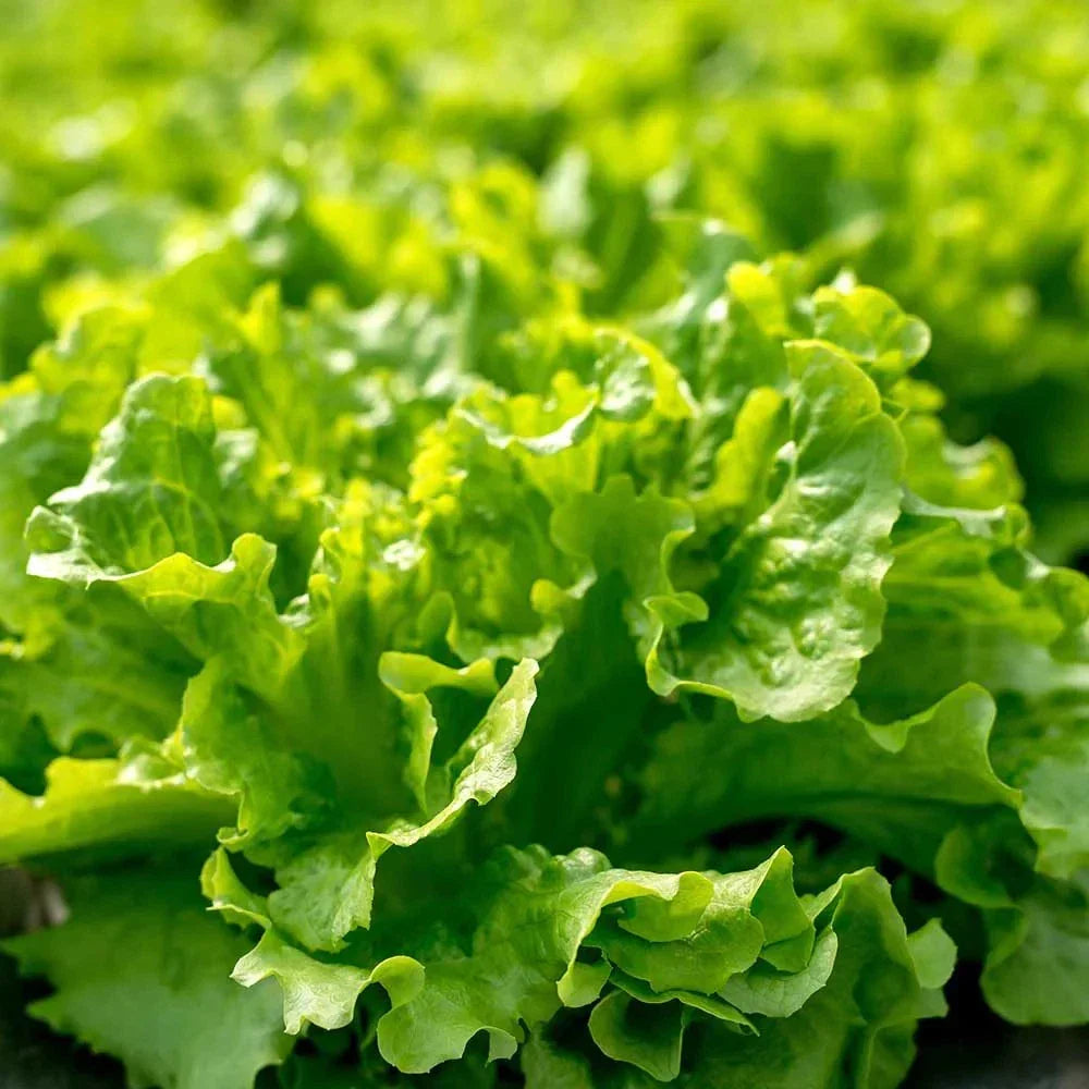Salad Bowl Lettuce Seeds - 1000+ Count - Non-GMO Loose-Leaf Variety - Lactuca sativa - Ideal for Home Garden and Spring Planting