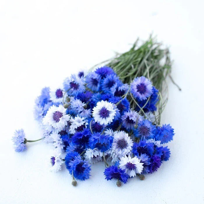 Bachelor Button Flower Seeds - 150+ Heirloom Non-GMO Seeds - Centaurea cyanus - Attracts Pollinators, Easy to Grow