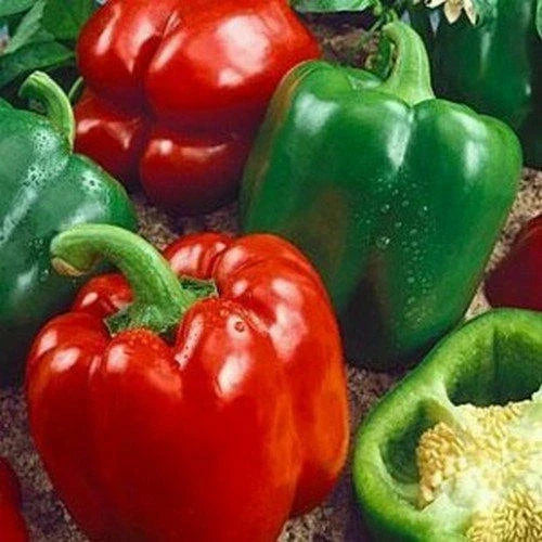 California Wonder Bell Pepper Seeds - 300 Count - Heirloom Non-GMO - Capsicum annuum - Sweet Flavor, Easy to Grow