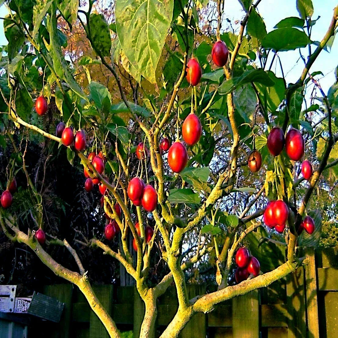 Tamarillo Tree Tomato Seeds – Fast Growing, High Yielding Variety – Solanum betaceum – Pack of 10 Seeds for Home Garden