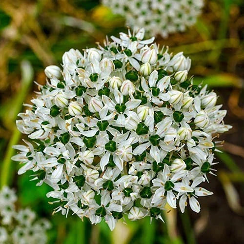 Allium Bulbs 5-Pack White Green Flowers Fragrant Deer Resistant Allium nigrum