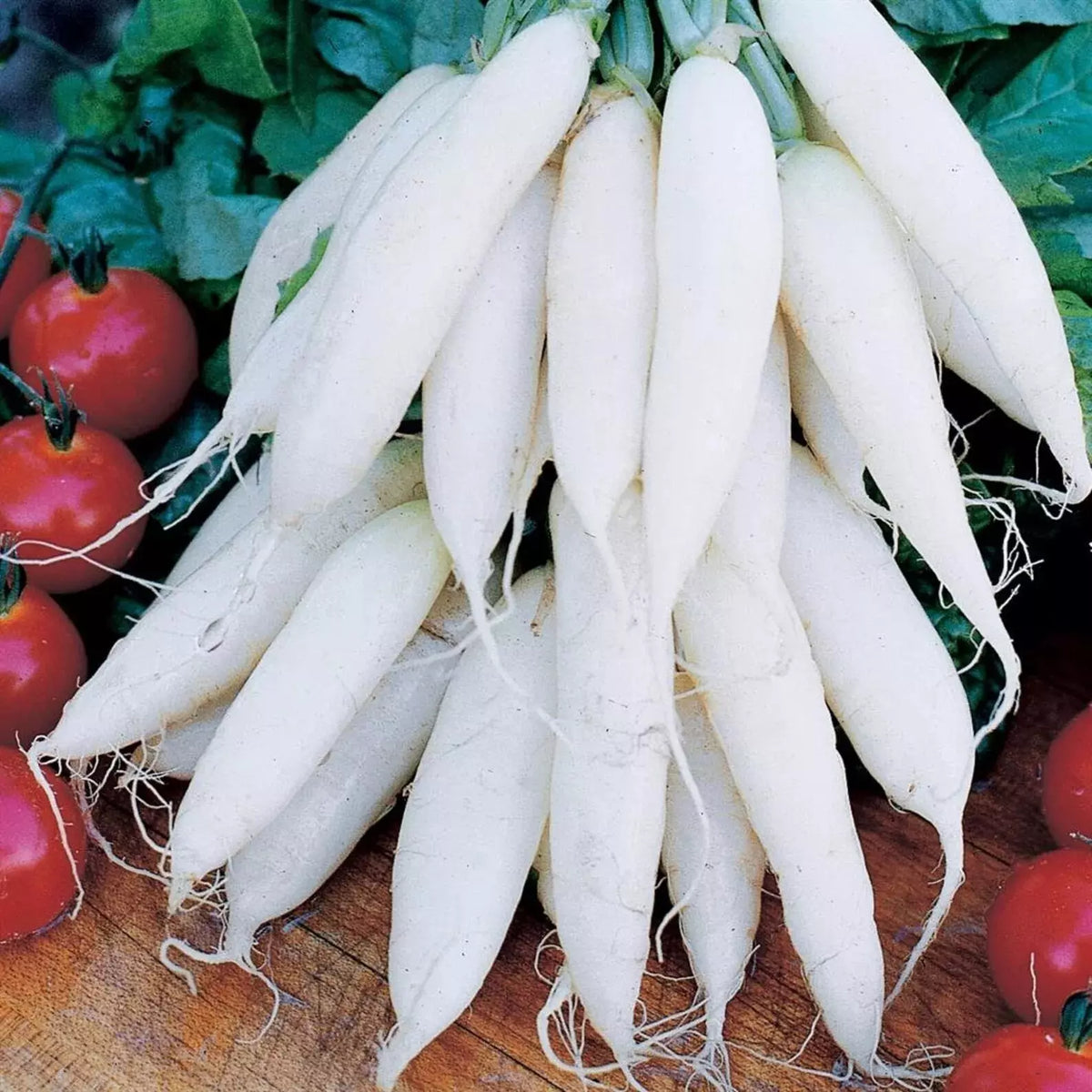 Organic White Icicle Radish Seeds - 100+ Non-GMO Heirloom Seeds - Raphanus sativus - Rare Variety for Gardening