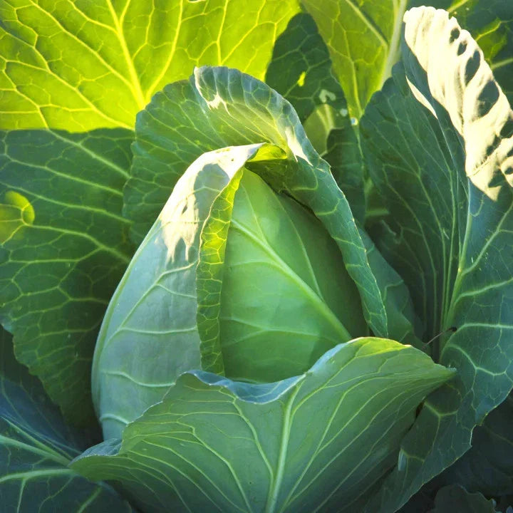 Early Jersey Wakefield Cabbage Seeds - 1000+ Count - Brassica oleracea - Pointed Cabbage for Spring Planting