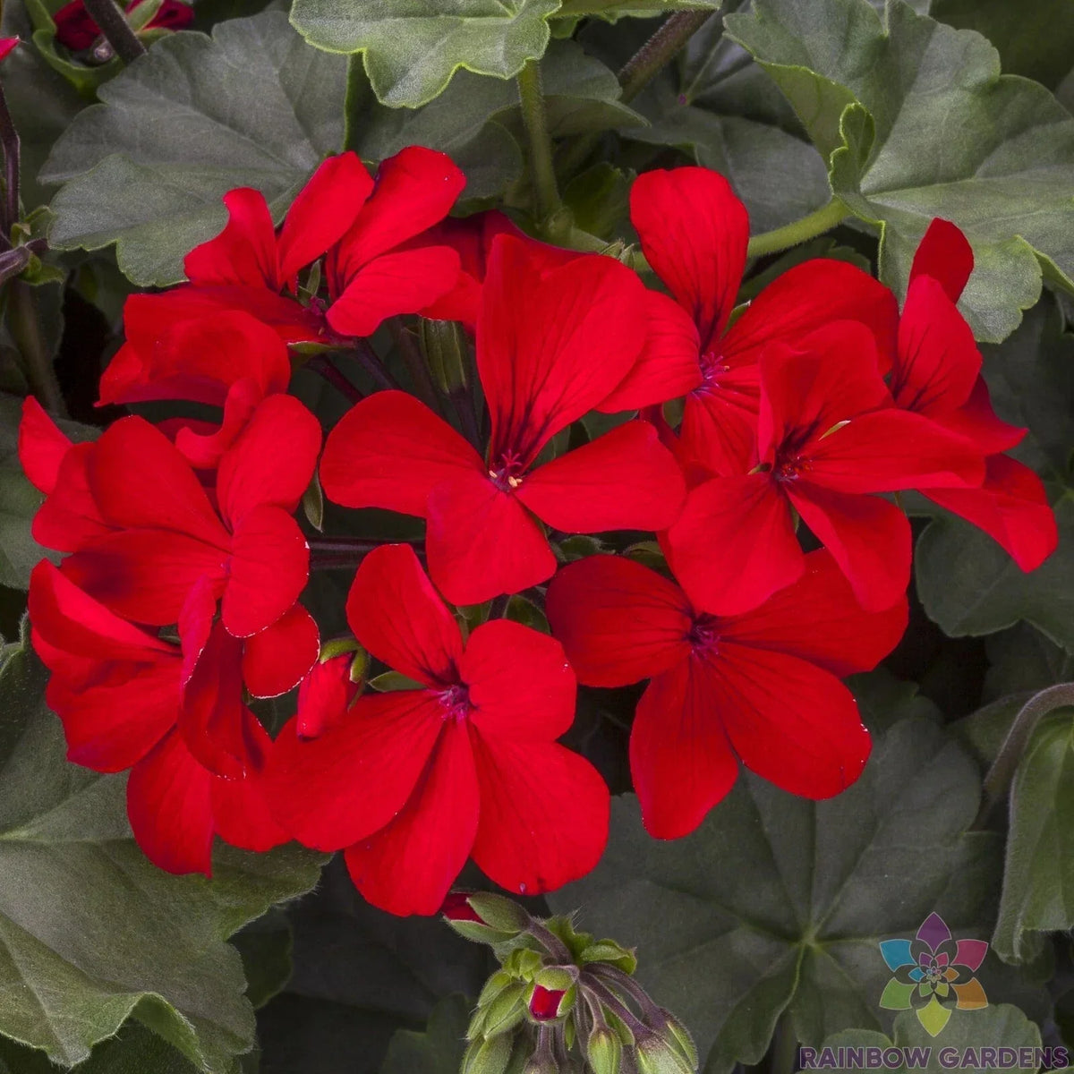 Caliente Deep Red Geranium Seeds - 25+ Pack for Garden Planting - Pelargonium x hortorum - Vibrant Blooms for Containers & Beds