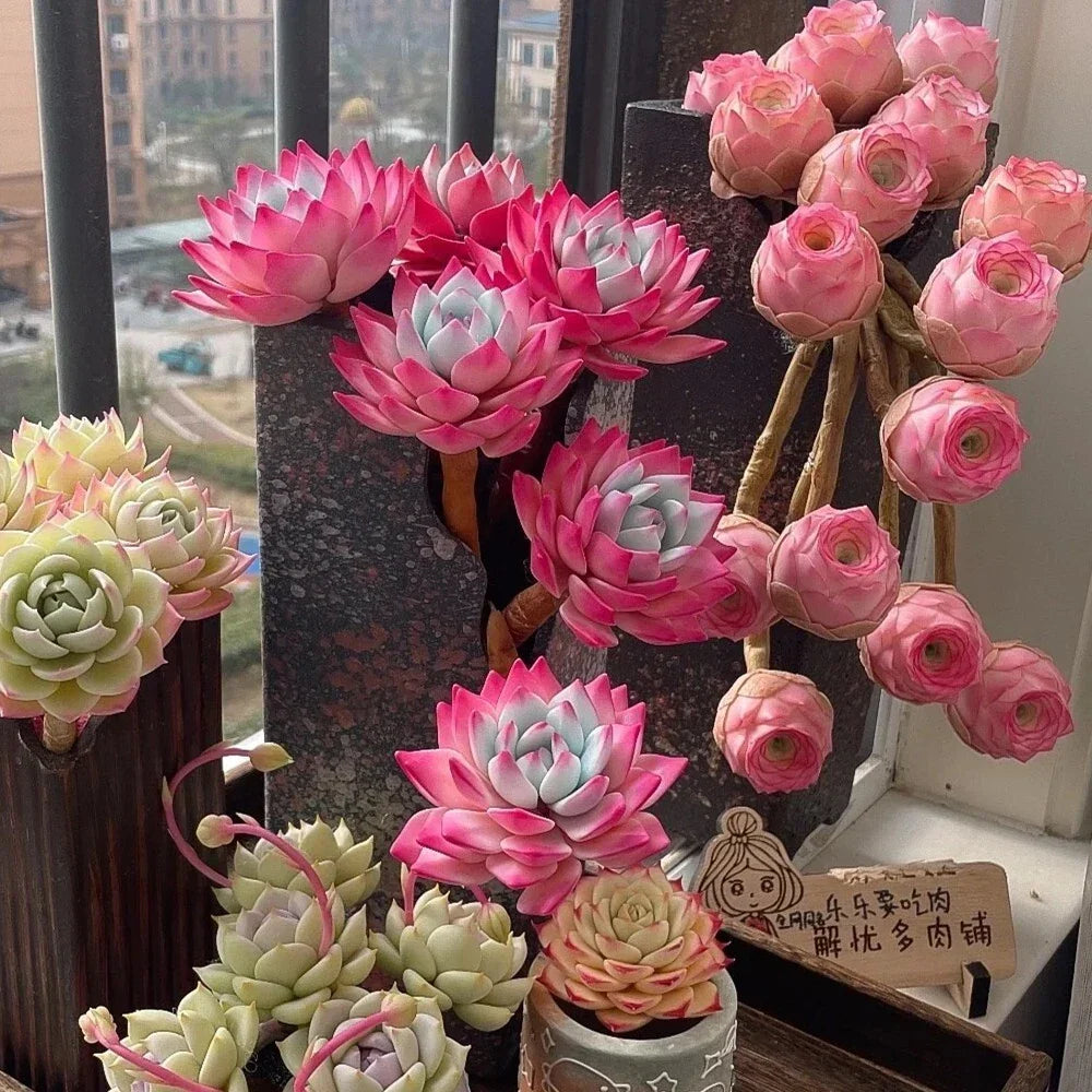 Mixed Colorful Succulent Seeds - 100pcs Lithops - Unique Living Stones for Indoor/Outdoor Gardening - Lithops spp.