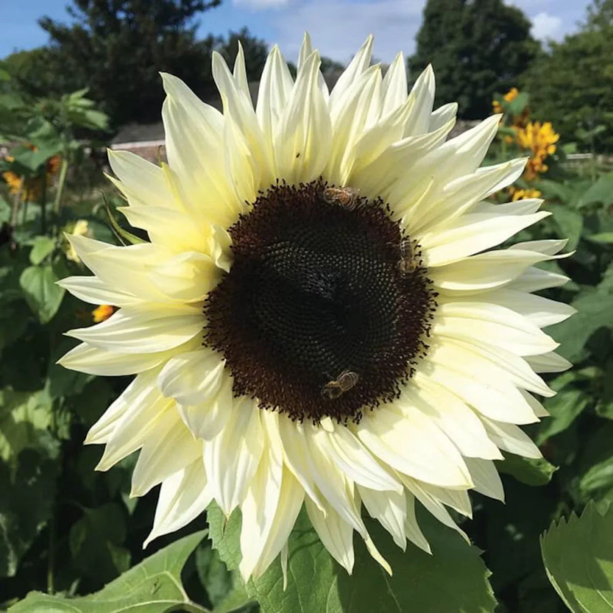Italian White Sunflower Seeds - 50 Fresh Seeds - Helianthus annuus - Non-GMO, Perfect for Gardens & Floral Arrangements